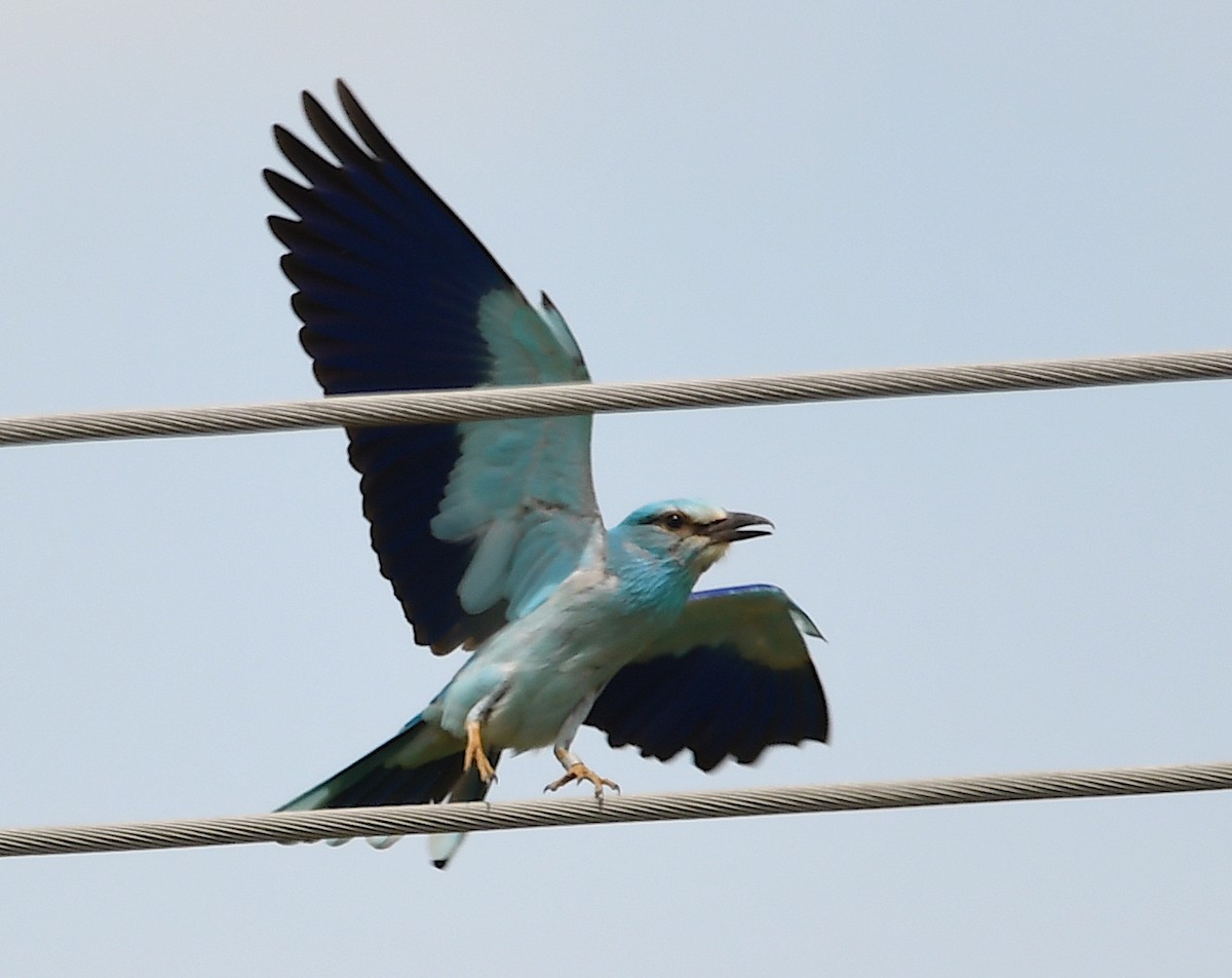 European Roller - Василий Калиниченко