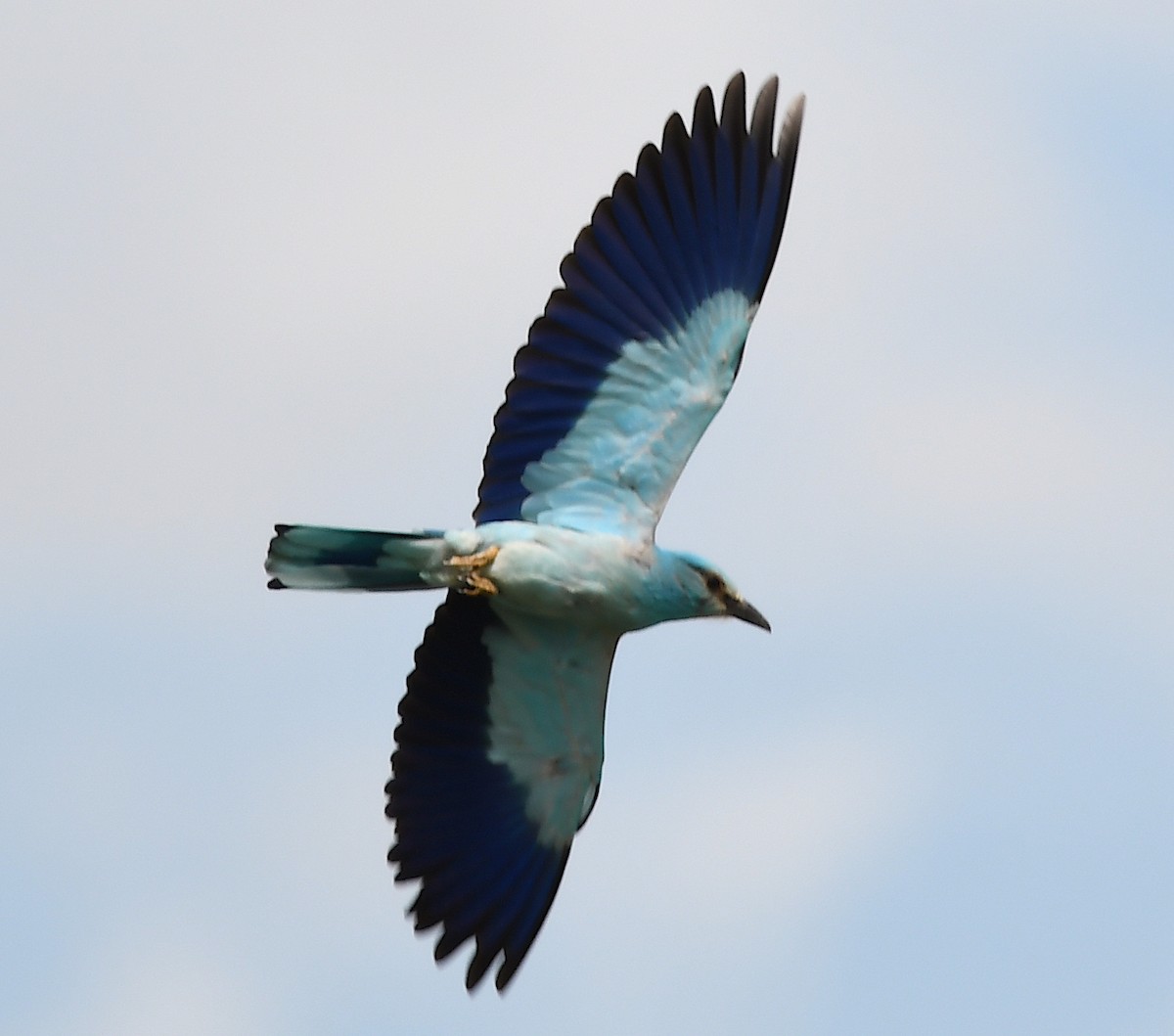 European Roller - Василий Калиниченко