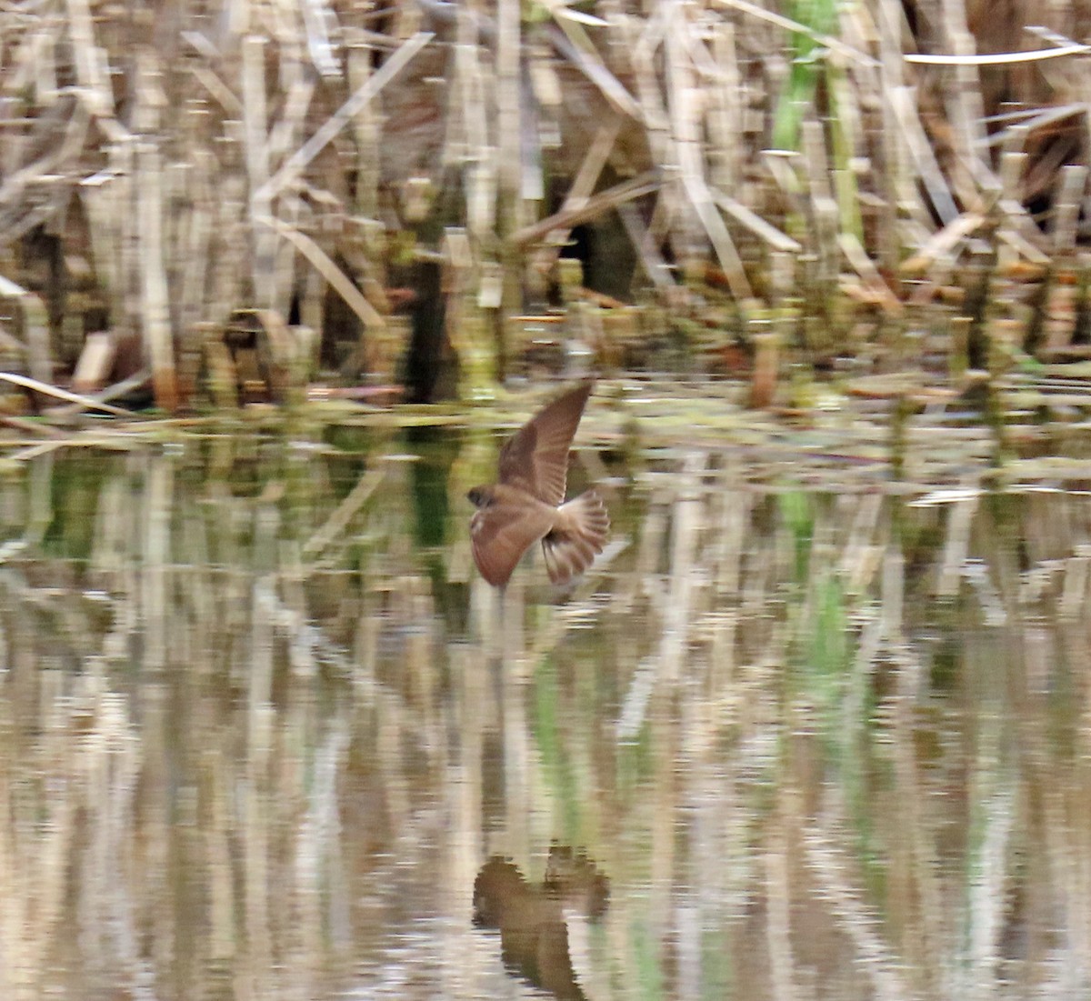 Northern Rough-winged Swallow - ML619575550