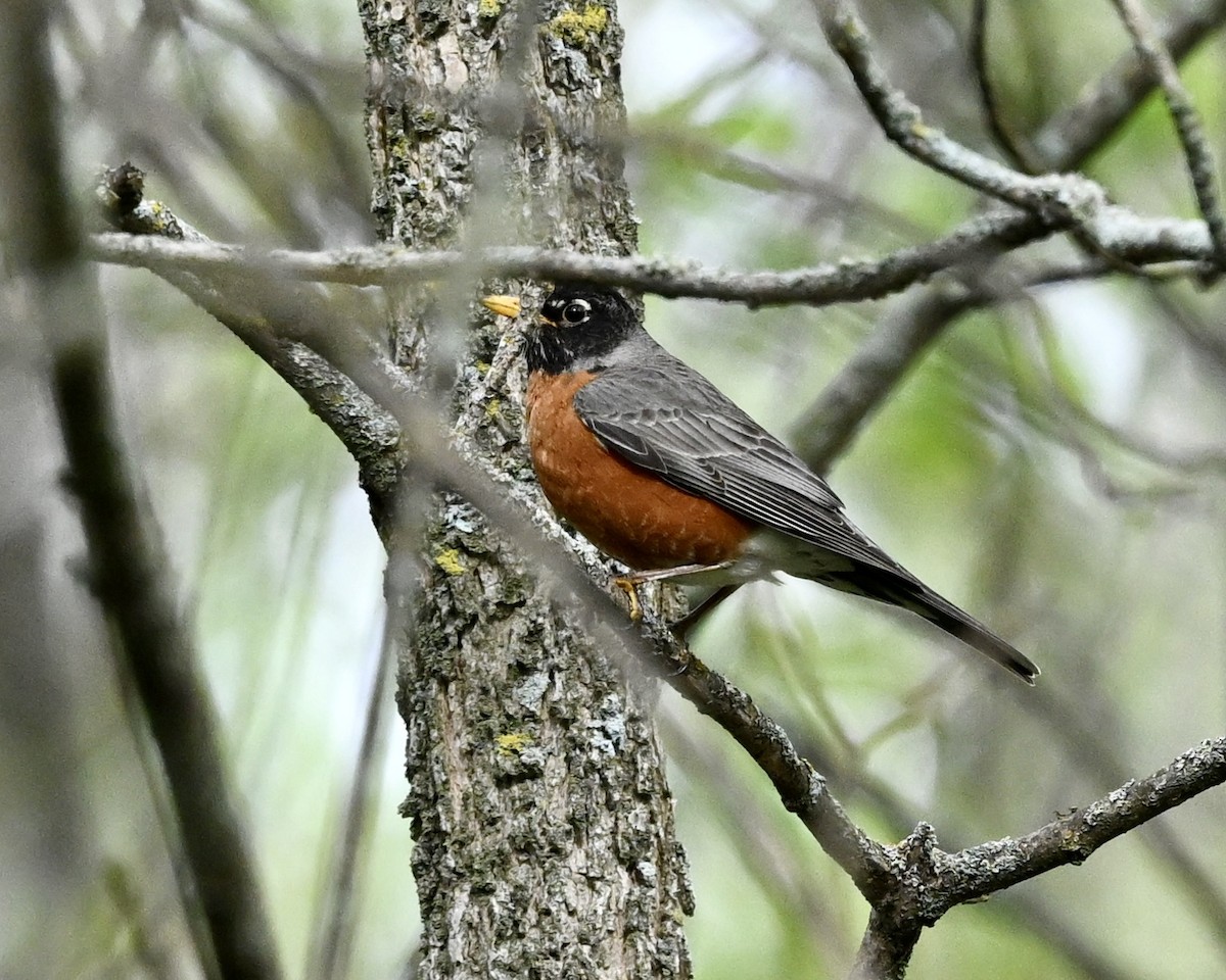 American Robin - Joe Wujcik