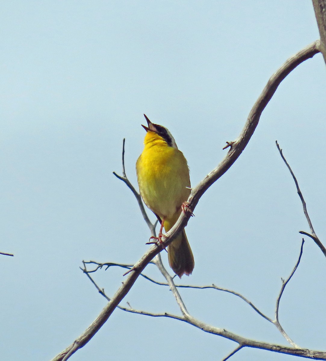 Common Yellowthroat - JoAnn Potter Riggle 🦤