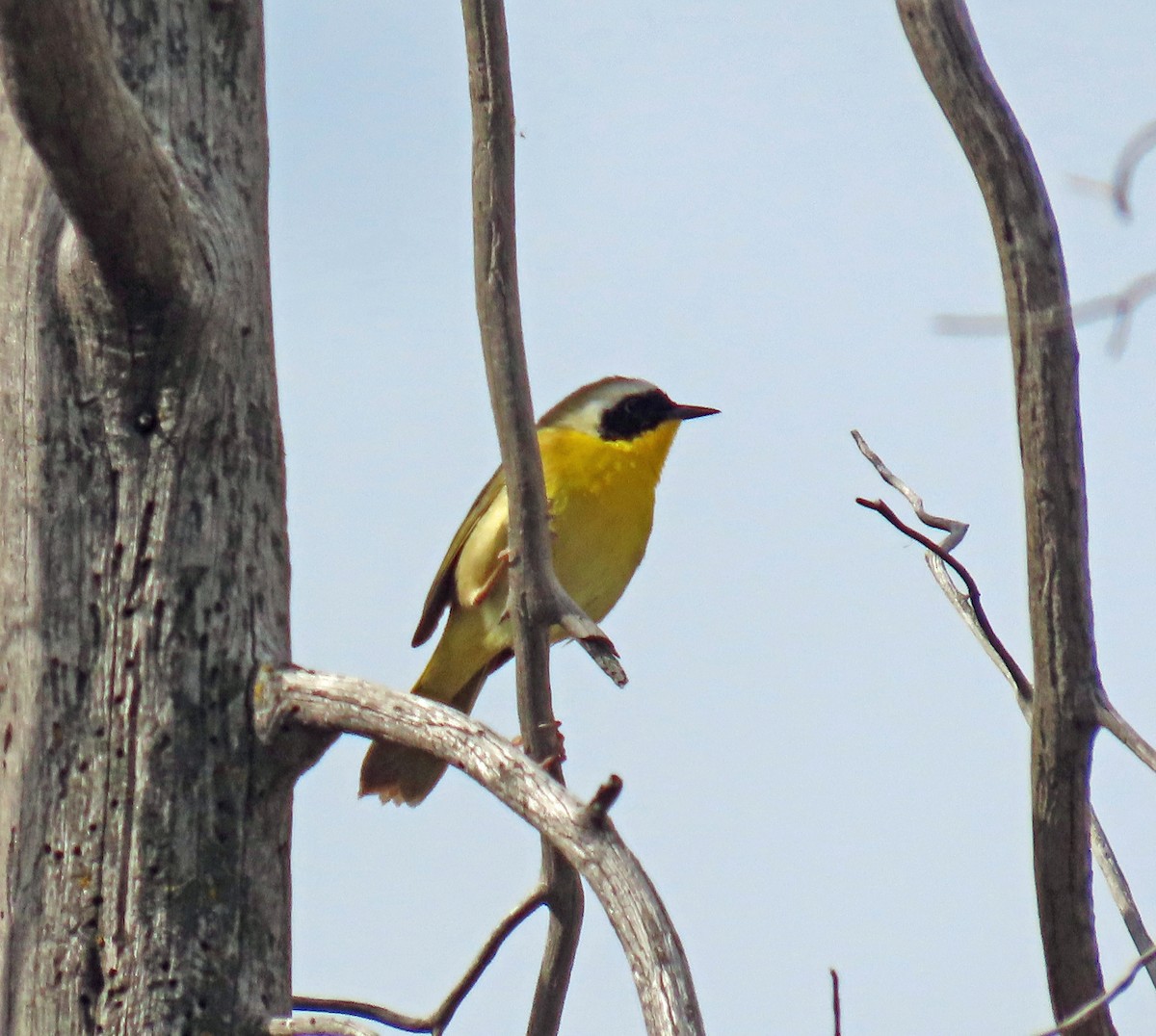 Common Yellowthroat - JoAnn Potter Riggle 🦤