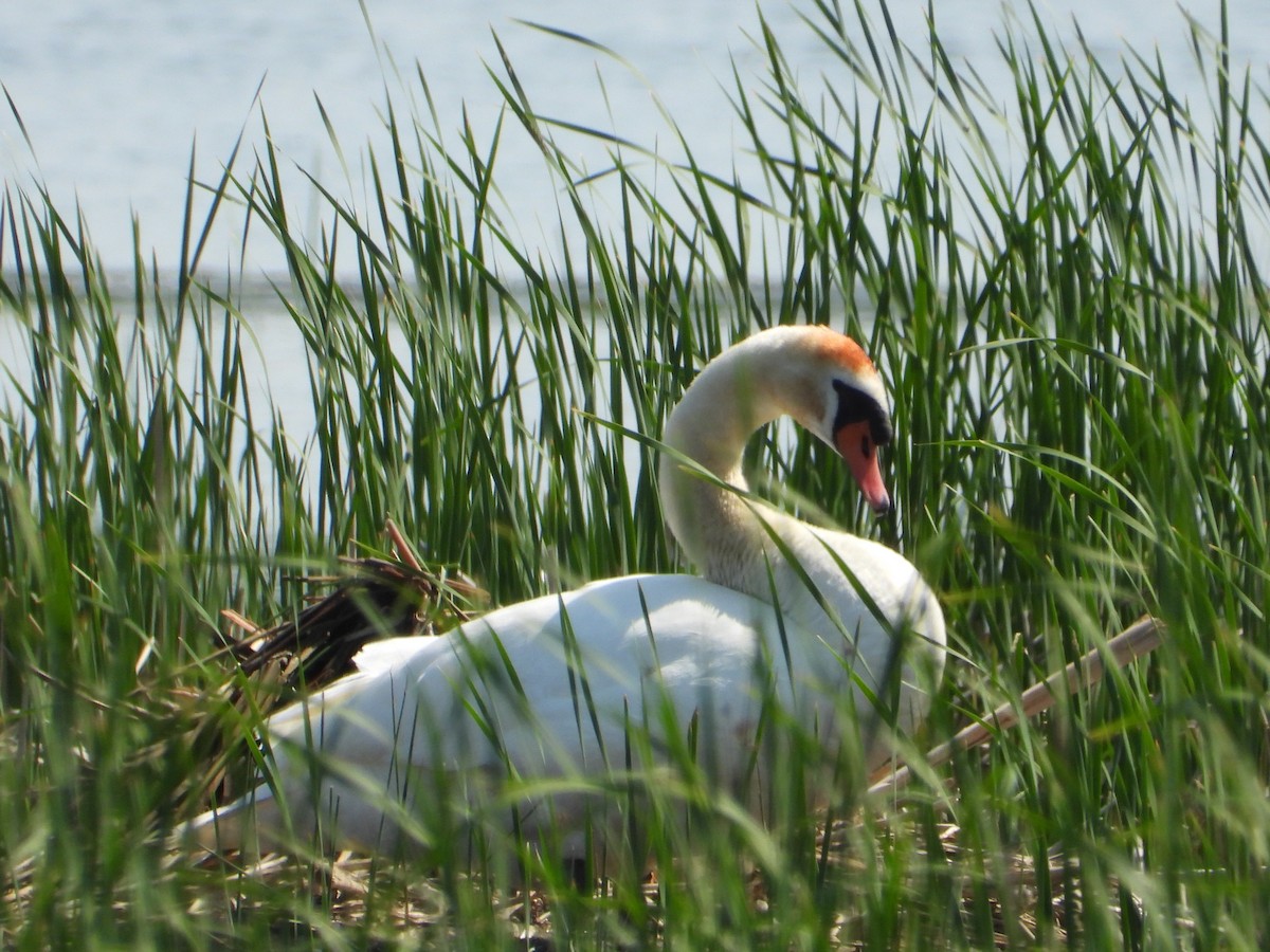 Mute Swan - Matthew Buell