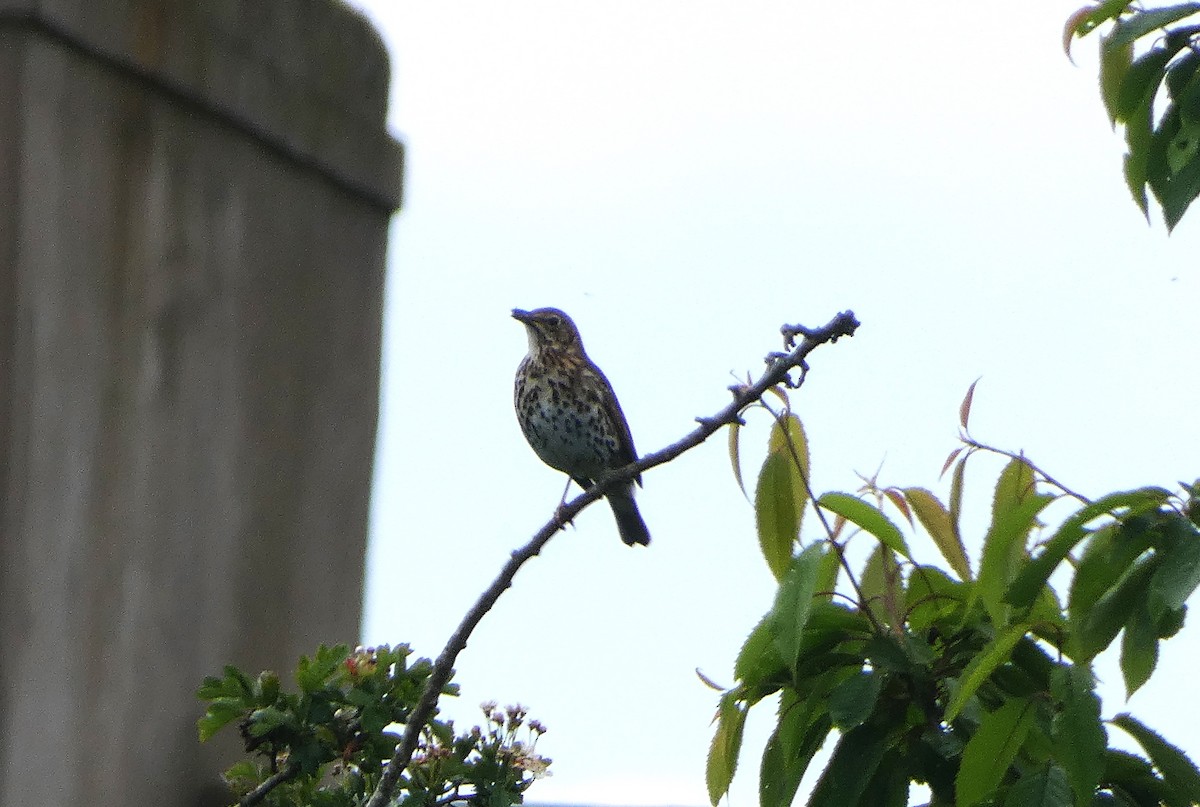 Song Thrush - Mike Tuer