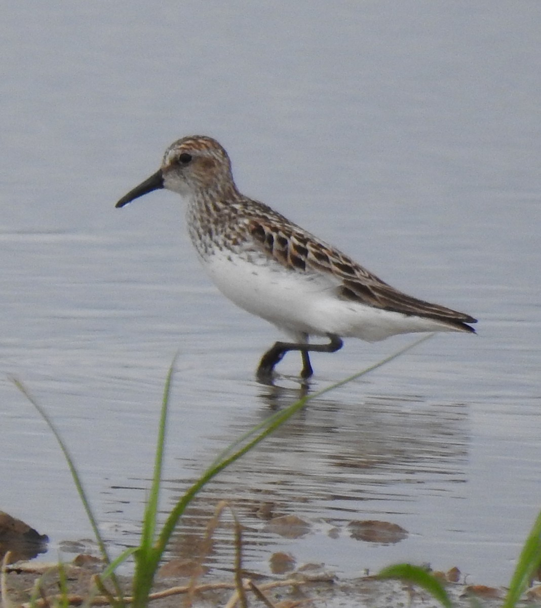 Semipalmated Sandpiper - Dan Ehrhart