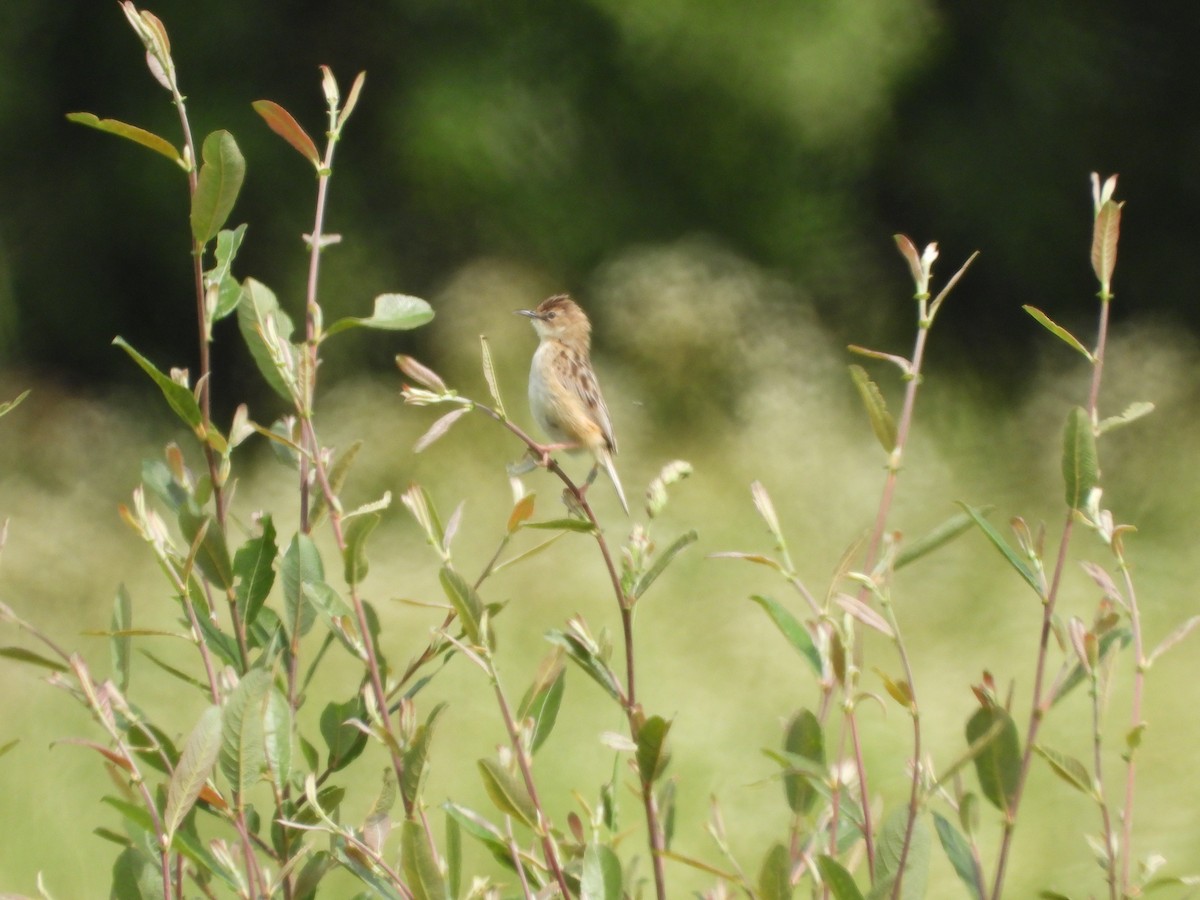 Zitting Cisticola - Juan carlos Grandal doce