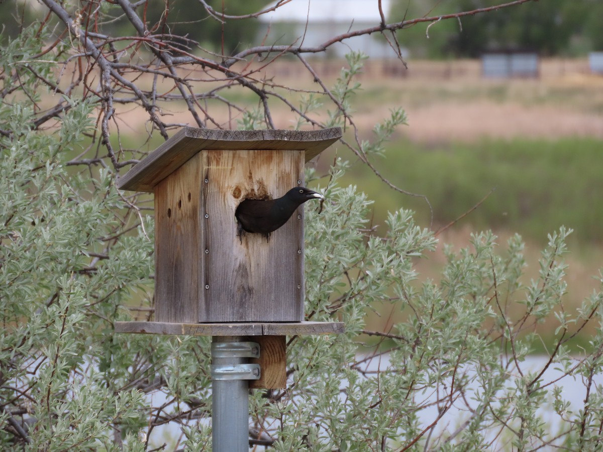 Common Grackle - Kim Weber