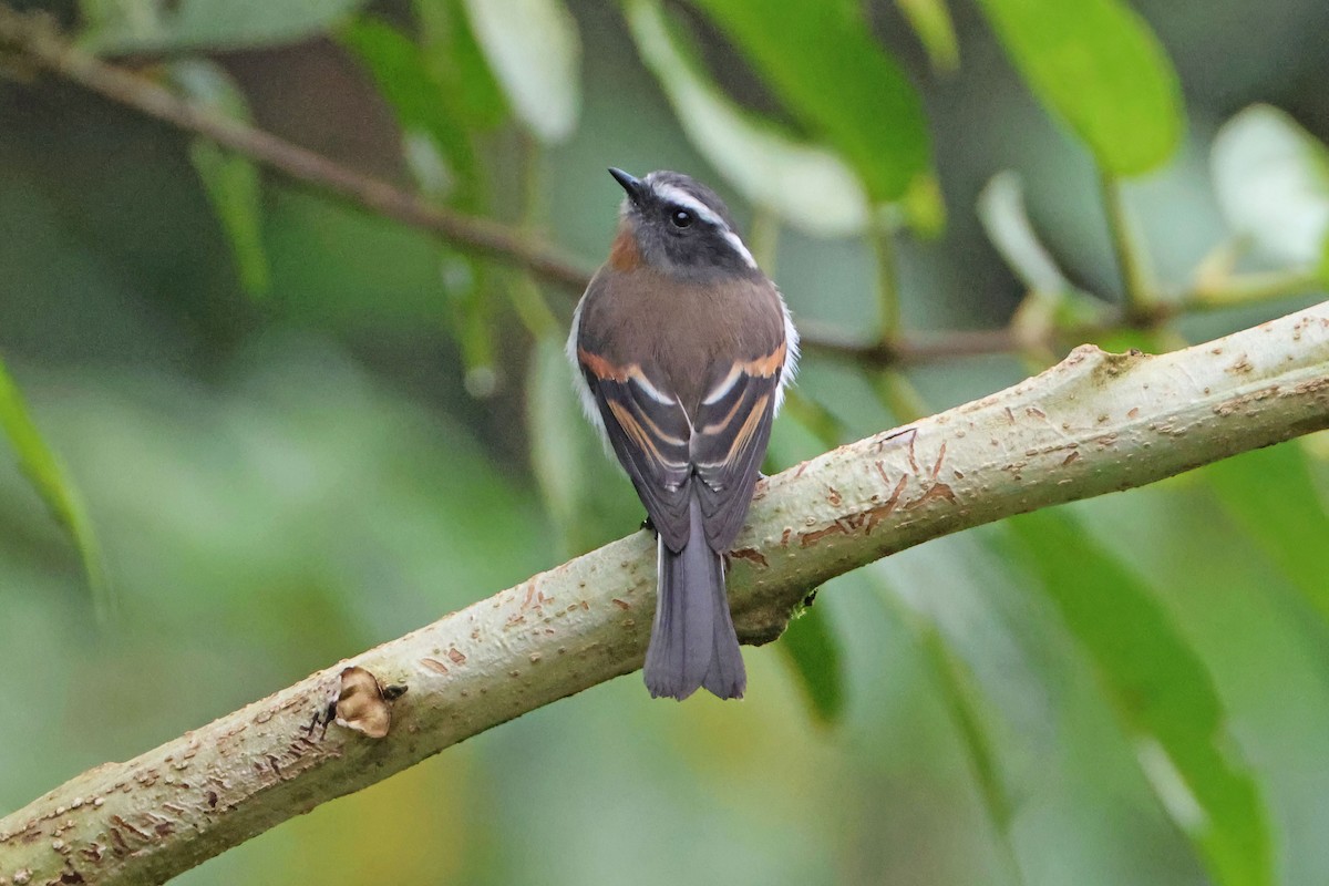 Rufous-breasted Chat-Tyrant - Jim Sculatti