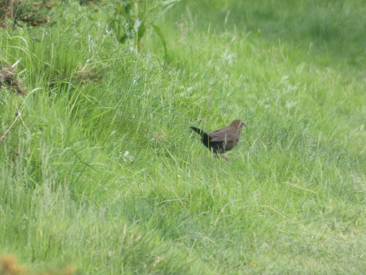 Eurasian Blackbird - Mike Tuer