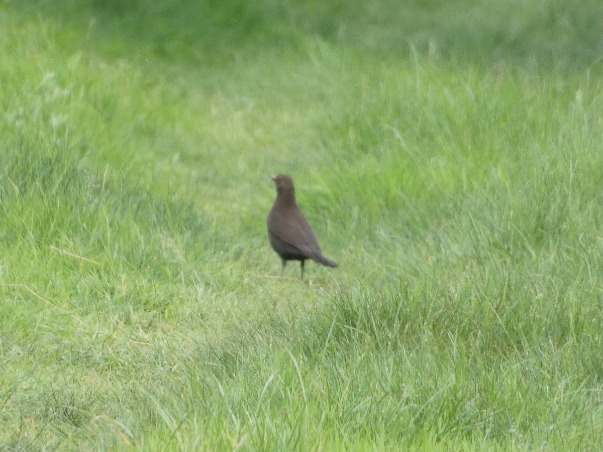 Eurasian Blackbird - Mike Tuer