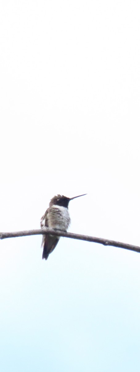 Black-chinned Hummingbird - Nancy Salem
