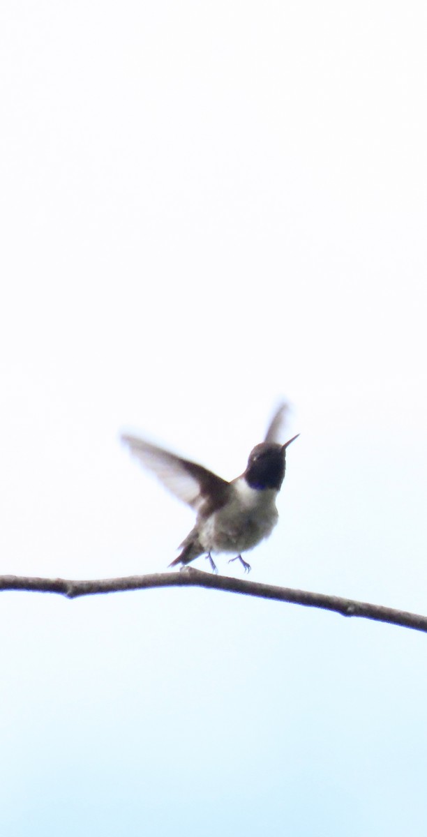 Black-chinned Hummingbird - Nancy Salem