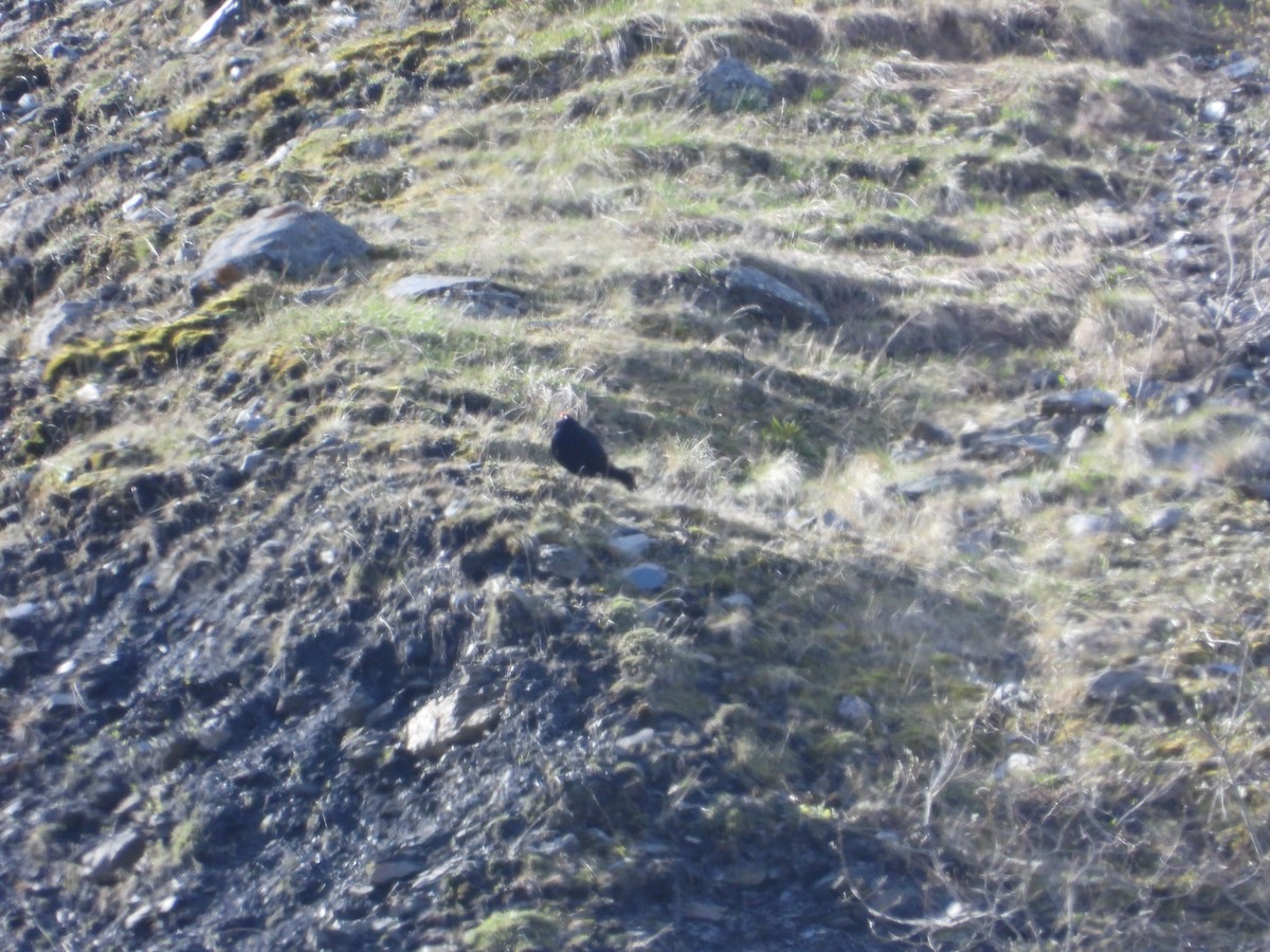 Caucasian Grouse - Josip Turkalj