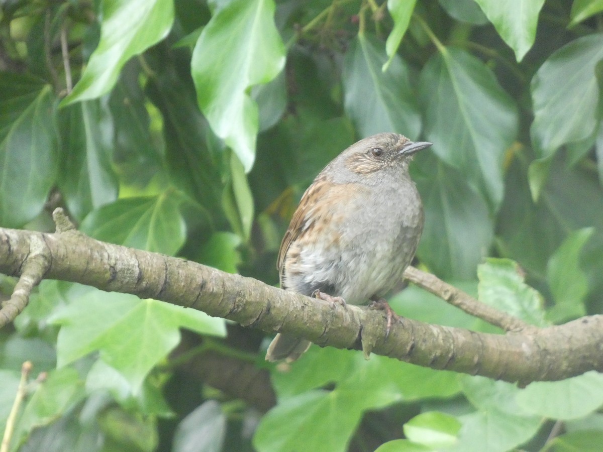 Dunnock - Mike Tuer