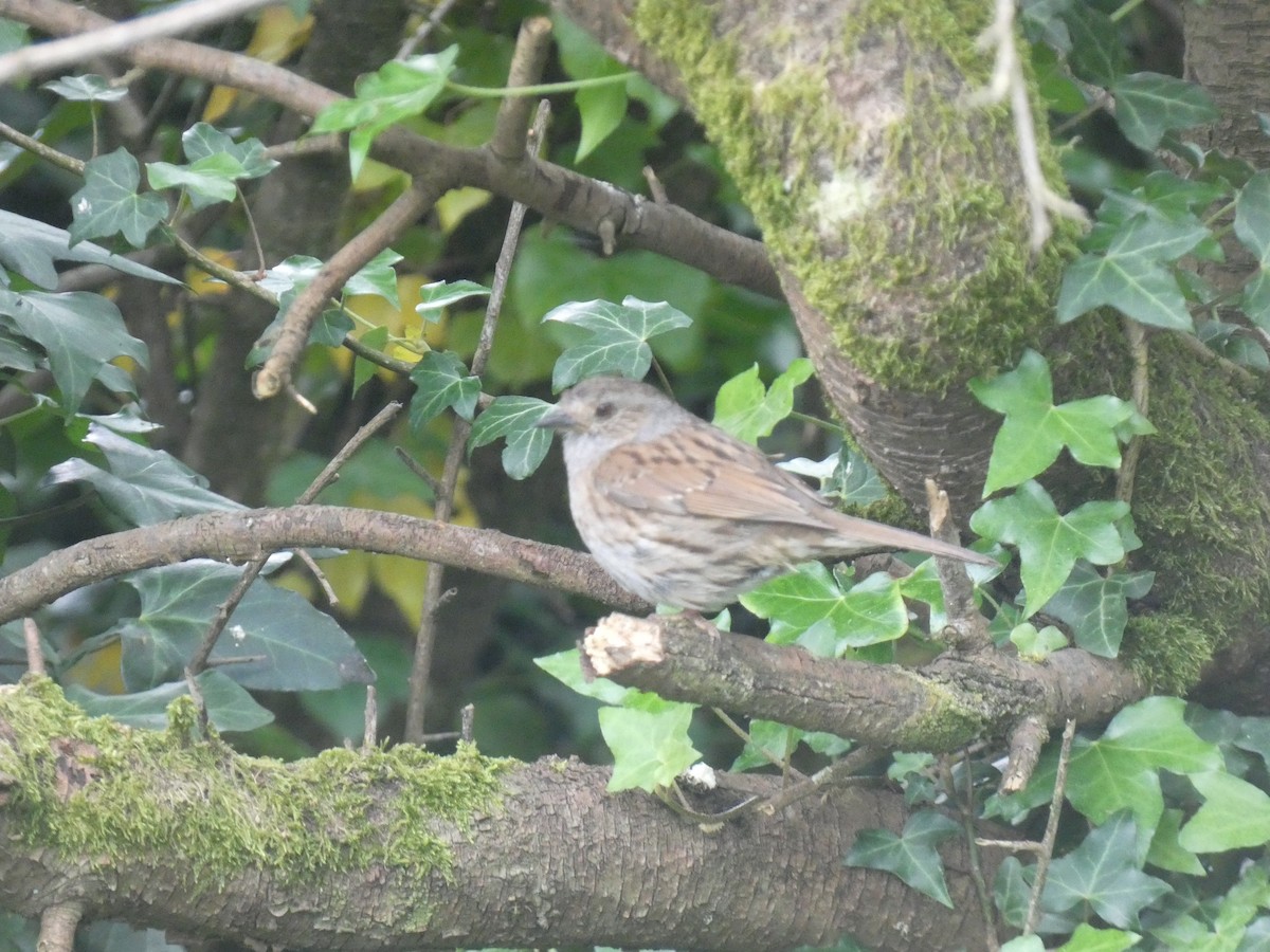 Dunnock - Mike Tuer