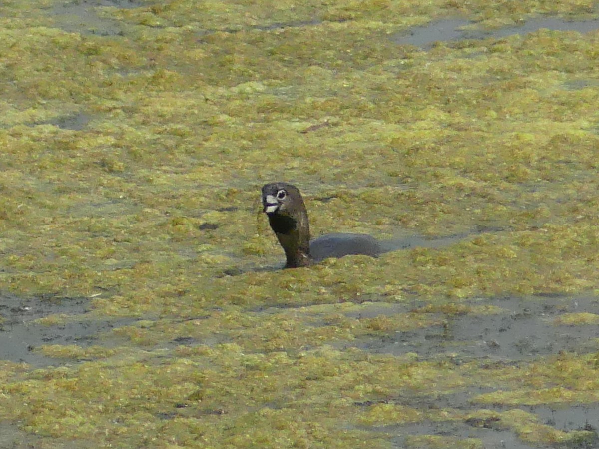 Pied-billed Grebe - ML619575606