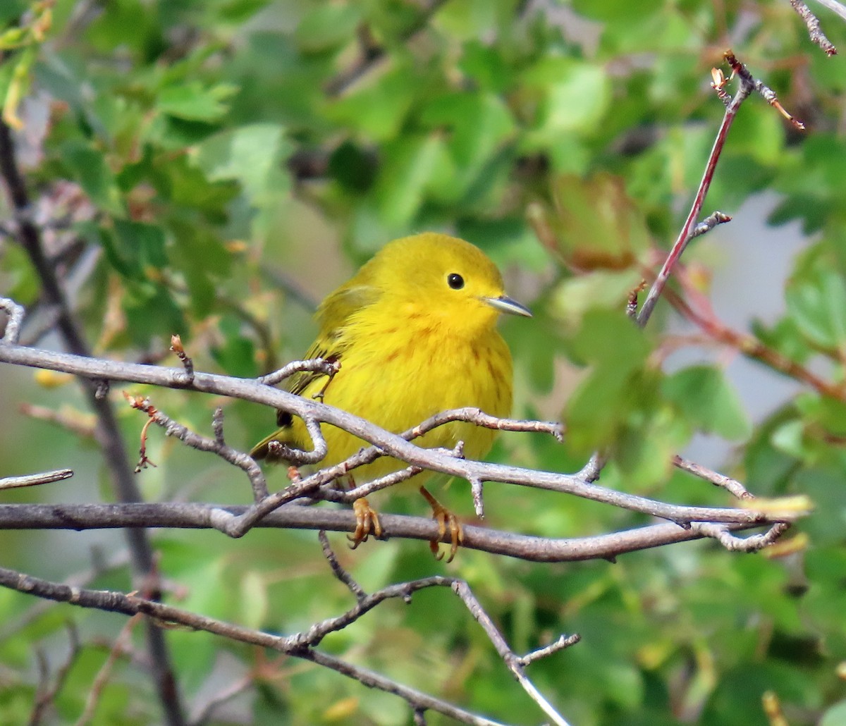 Yellow Warbler - ML619575610