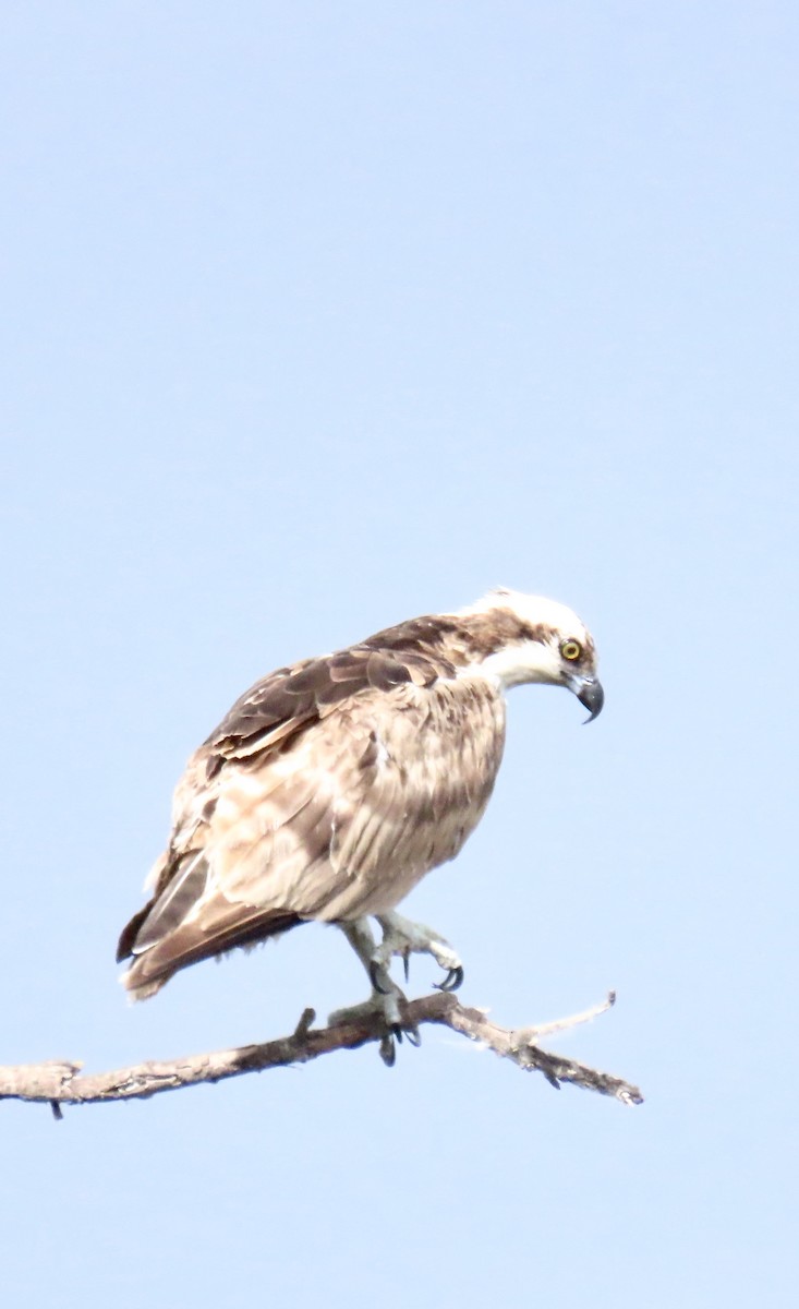 Osprey - Nancy Salem