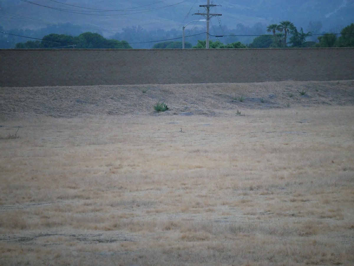 Burrowing Owl - Jeff Strogen