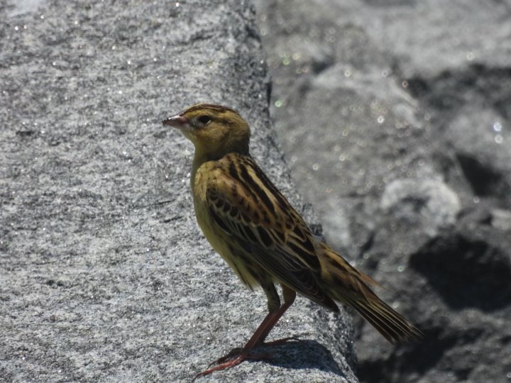 Goglu des prés - ML619575629