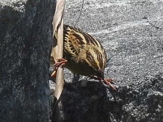 bobolink americký - ML619575630