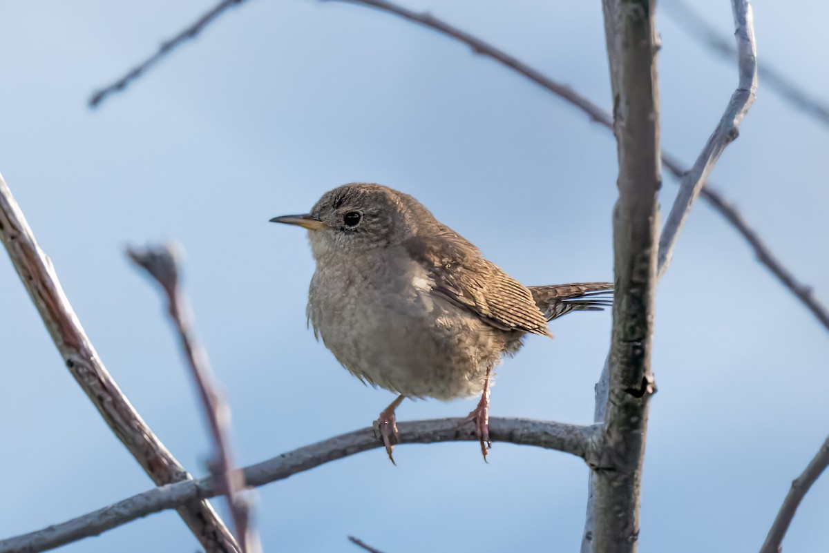 House Wren - patrick broom