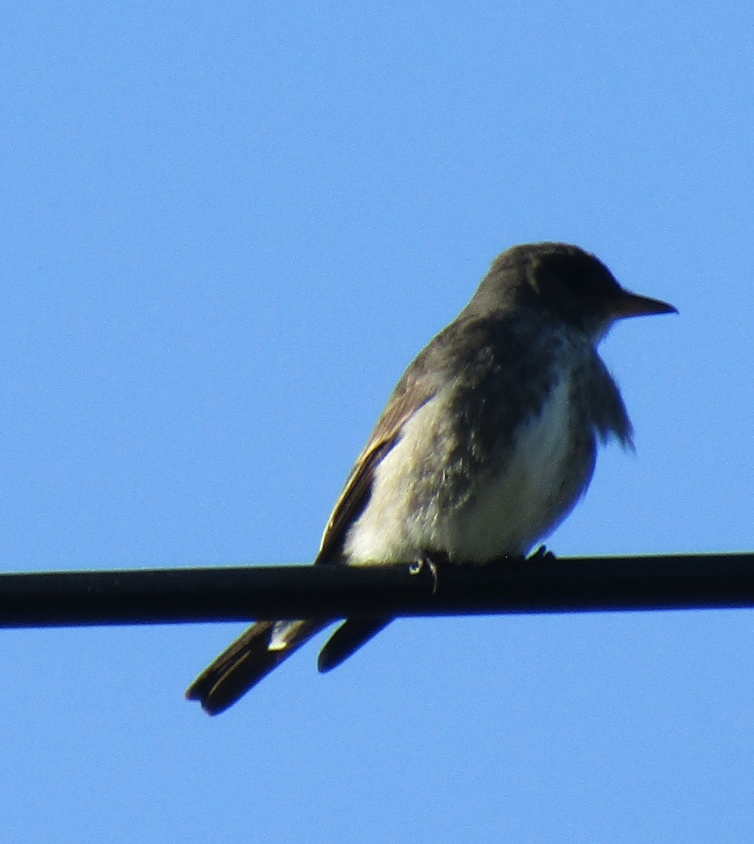 Olive-sided Flycatcher - Katherine Holmes