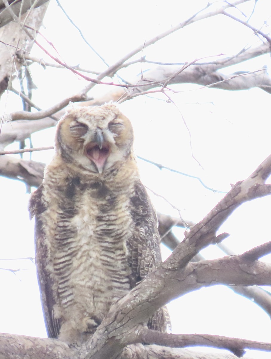 Great Horned Owl - Nancy Salem