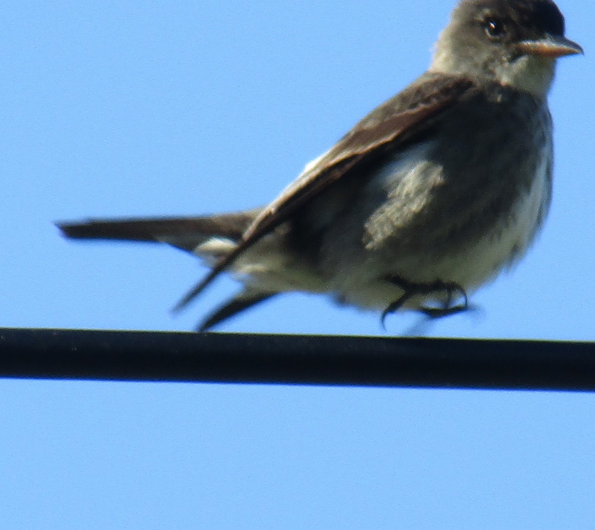 Olive-sided Flycatcher - Katherine Holmes