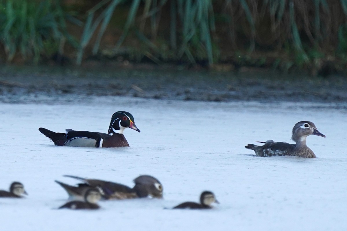 Wood Duck - ML619575656