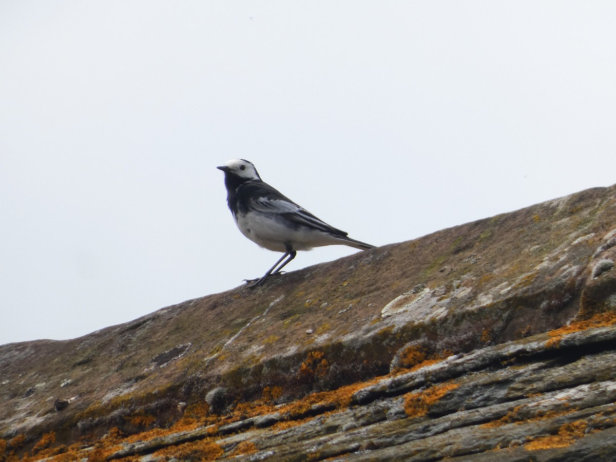 White Wagtail - Mike Tuer