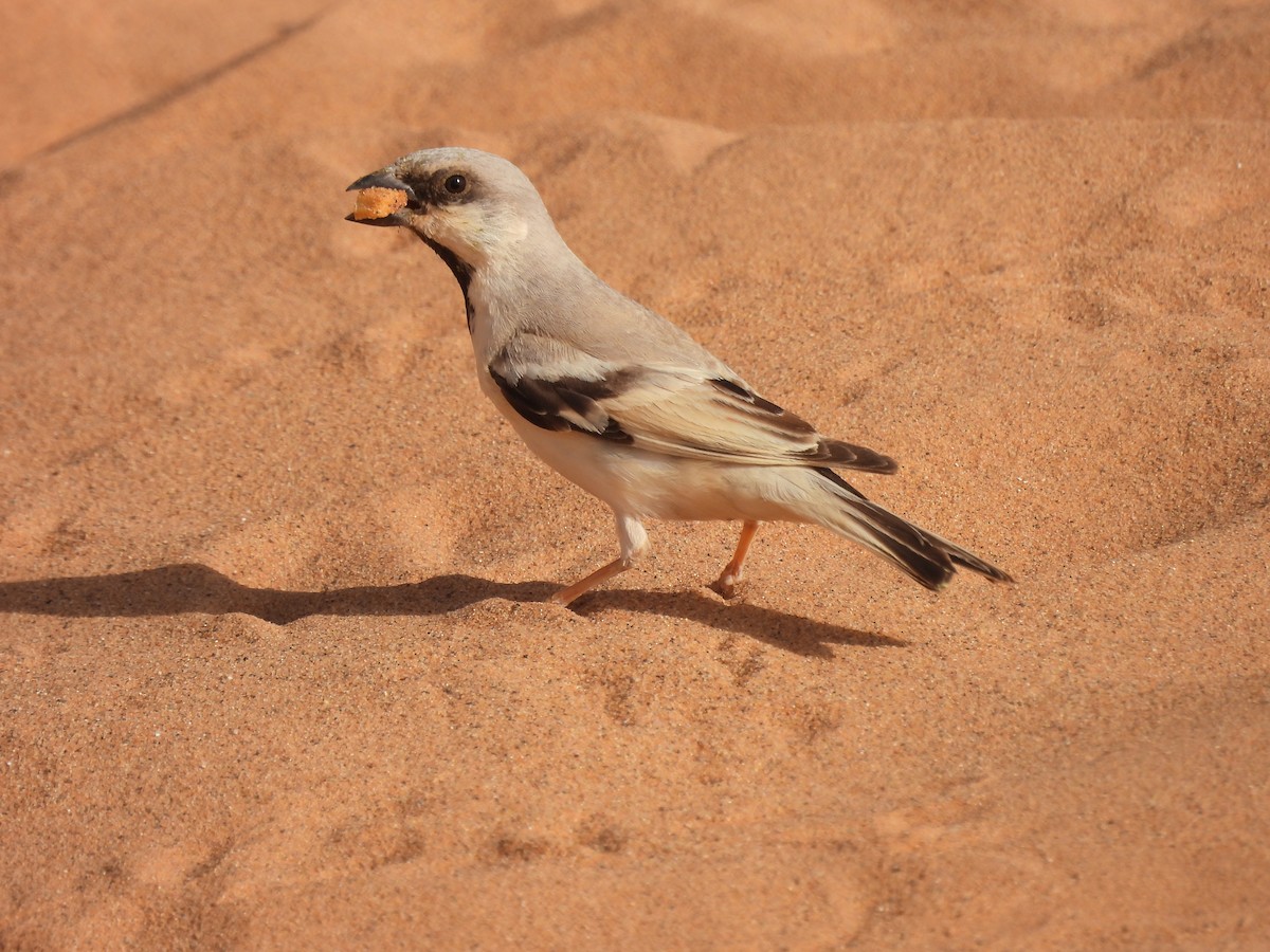 Desert Sparrow - Luís Reino