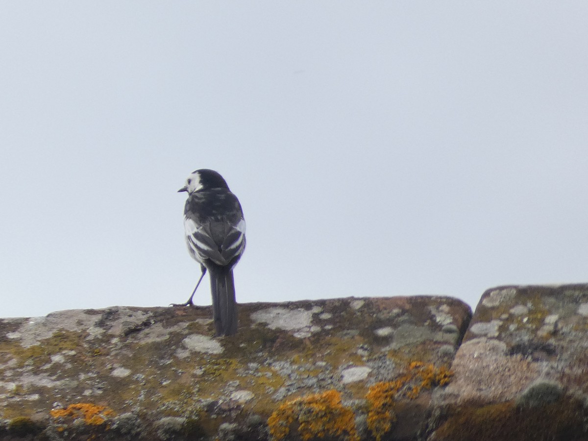 White Wagtail - Mike Tuer