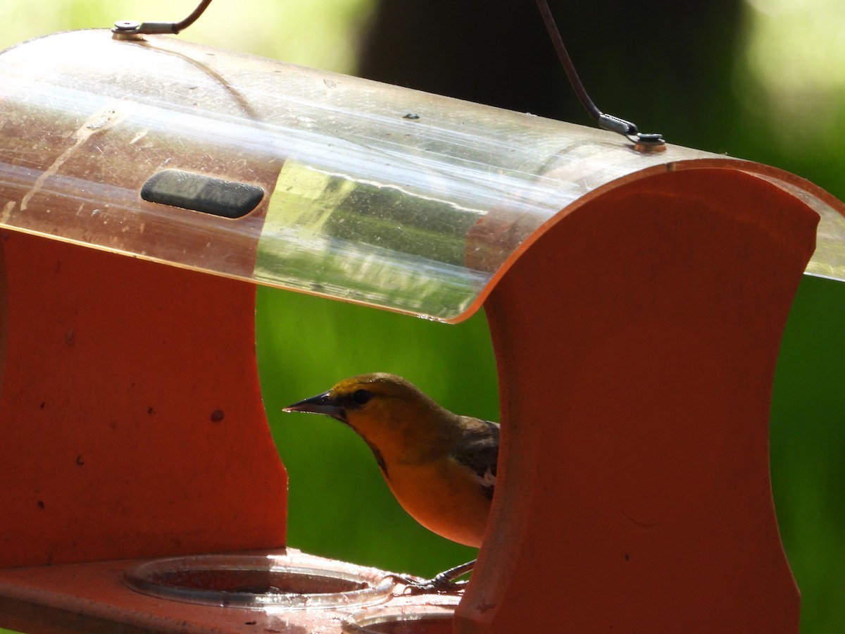 Bullock's Oriole - Matthew Buell