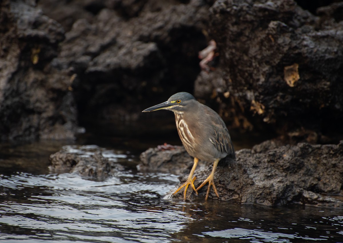 Striated Heron (Galapagos) - Sally  Palmer