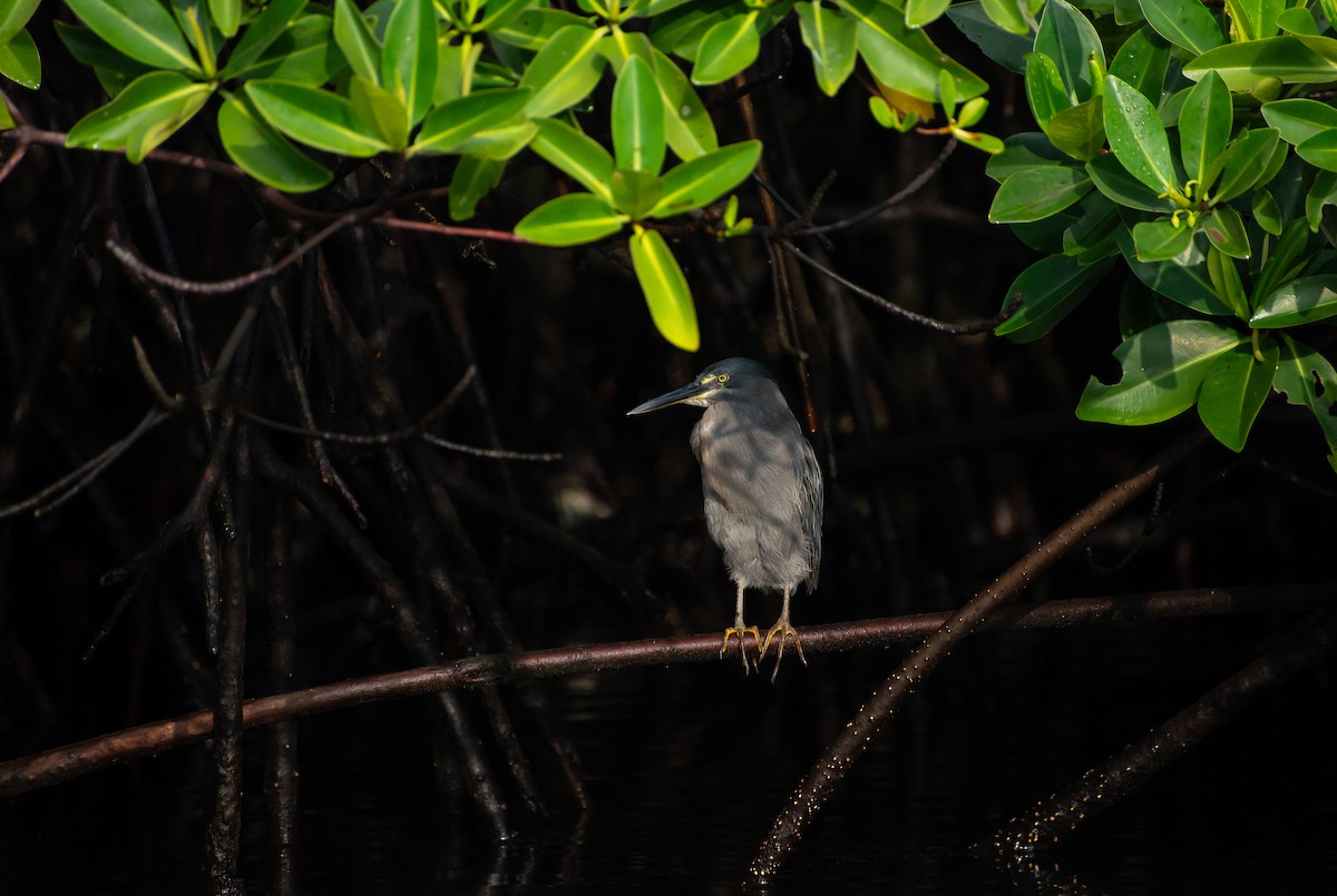 Striated Heron (Galapagos) - ML619575676