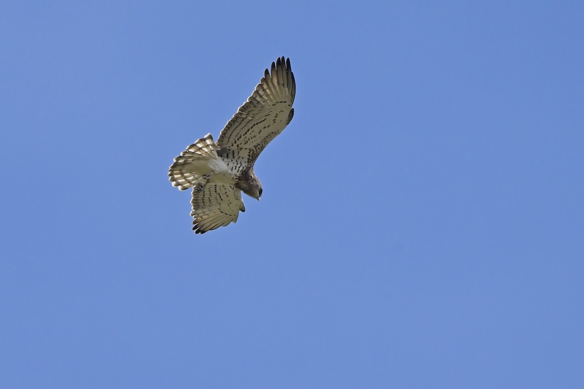 Short-toed Snake-Eagle - Xabier Vázquez Pumariño