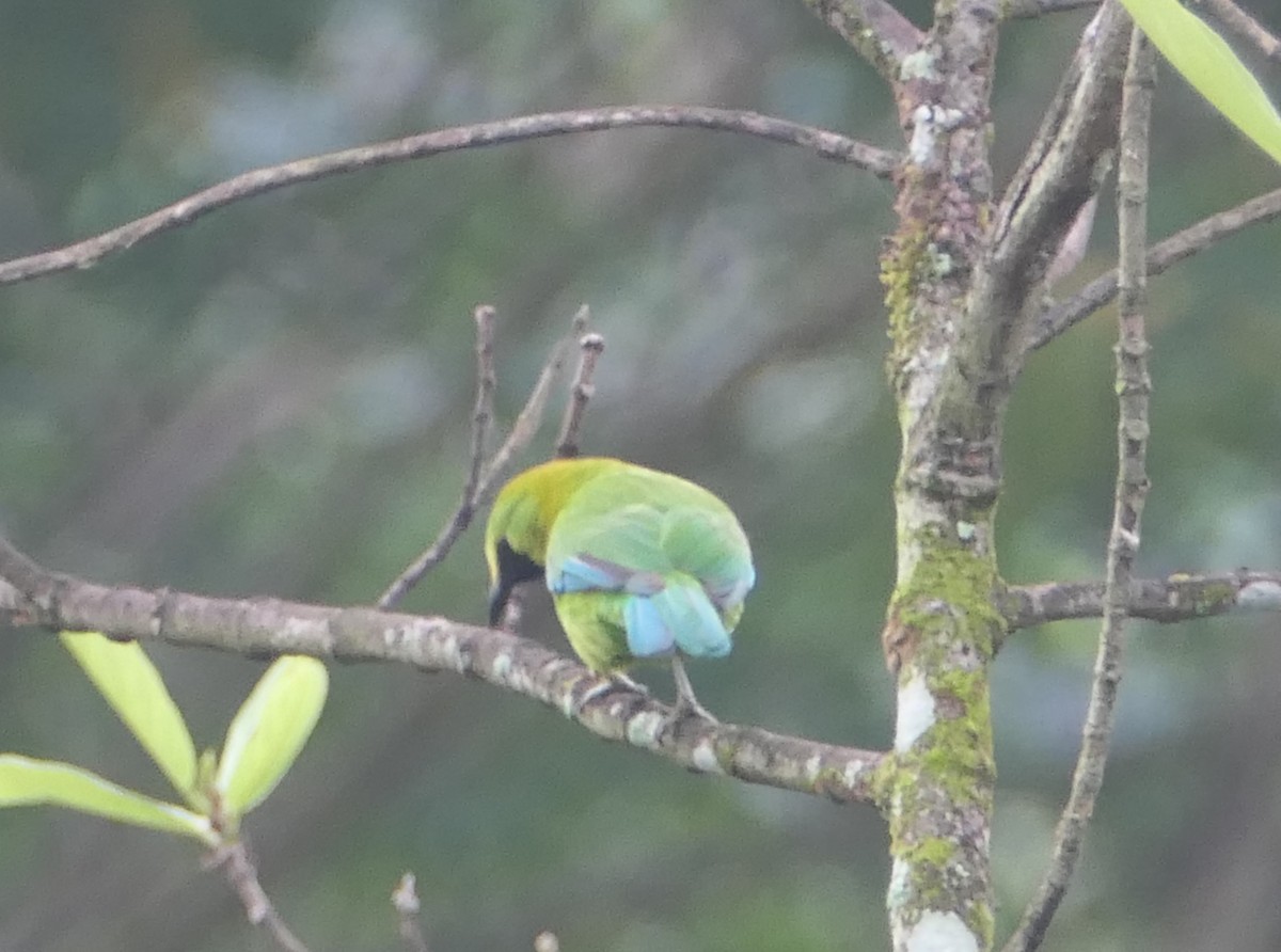 Blue-winged Leafbird - Nancy Houlihan