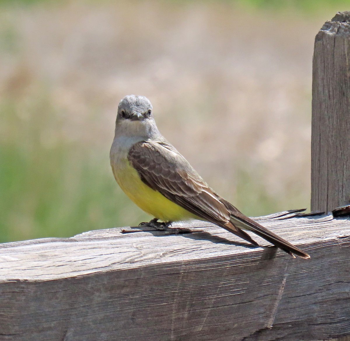 Western Kingbird - JoAnn Potter Riggle 🦤