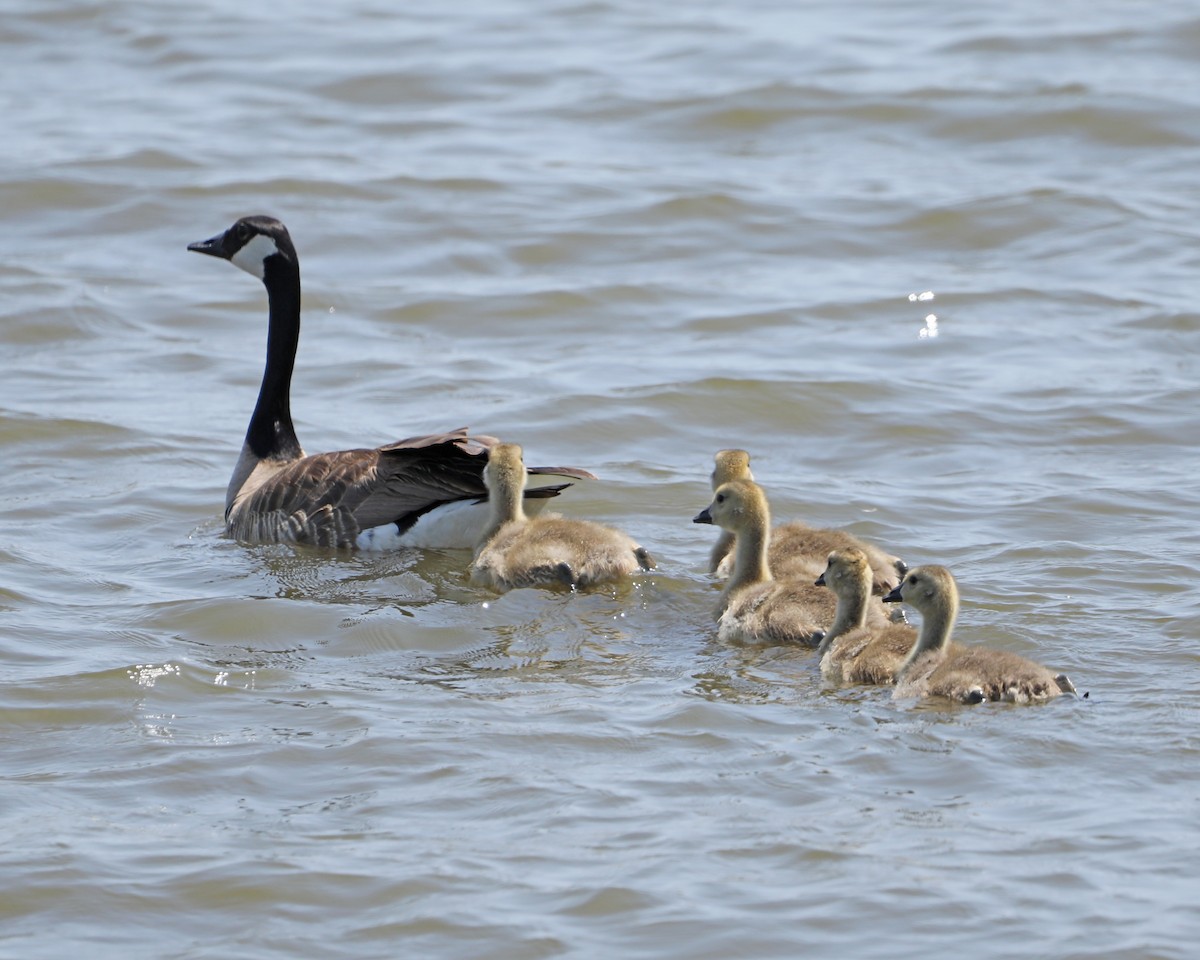 Canada Goose - Susan Burkhart