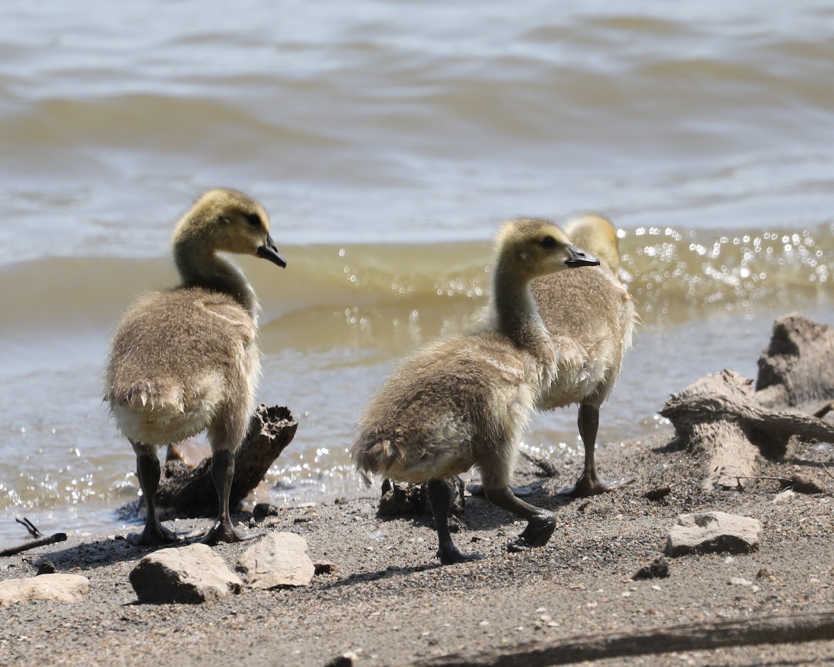 Canada Goose - Susan Burkhart