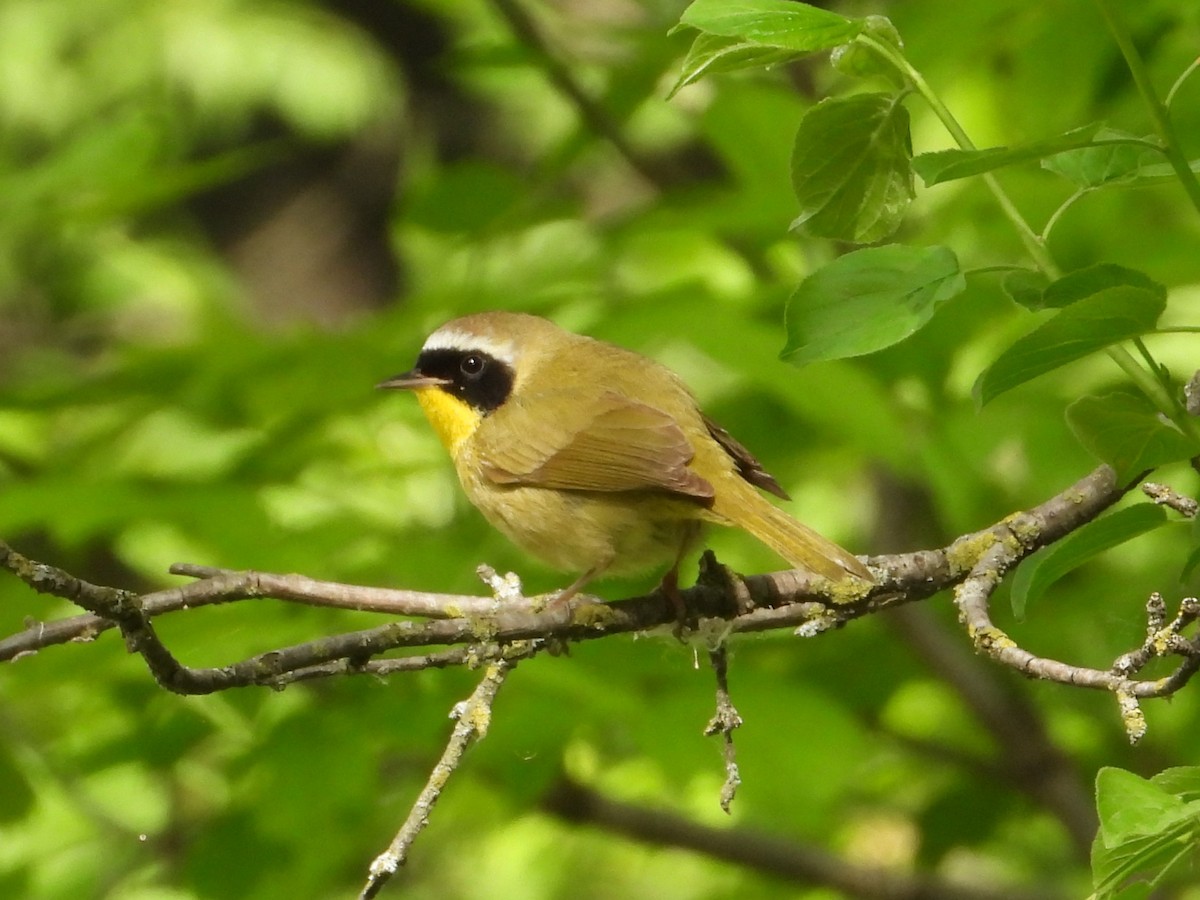 Common Yellowthroat - ML619575728