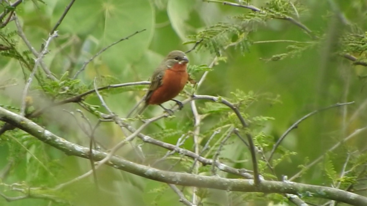 Ruddy-breasted Seedeater - Agustin Carrasco