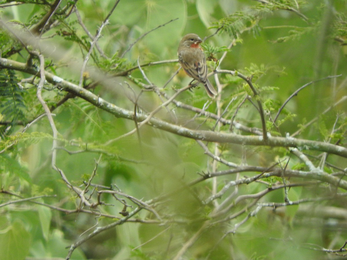 Ruddy-breasted Seedeater - Agustin Carrasco