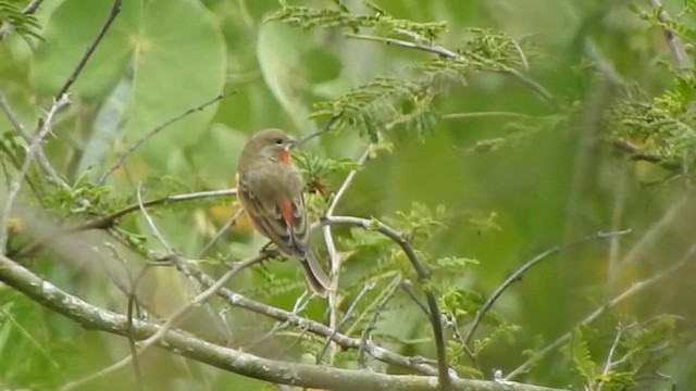 Ruddy-breasted Seedeater - ML619575737