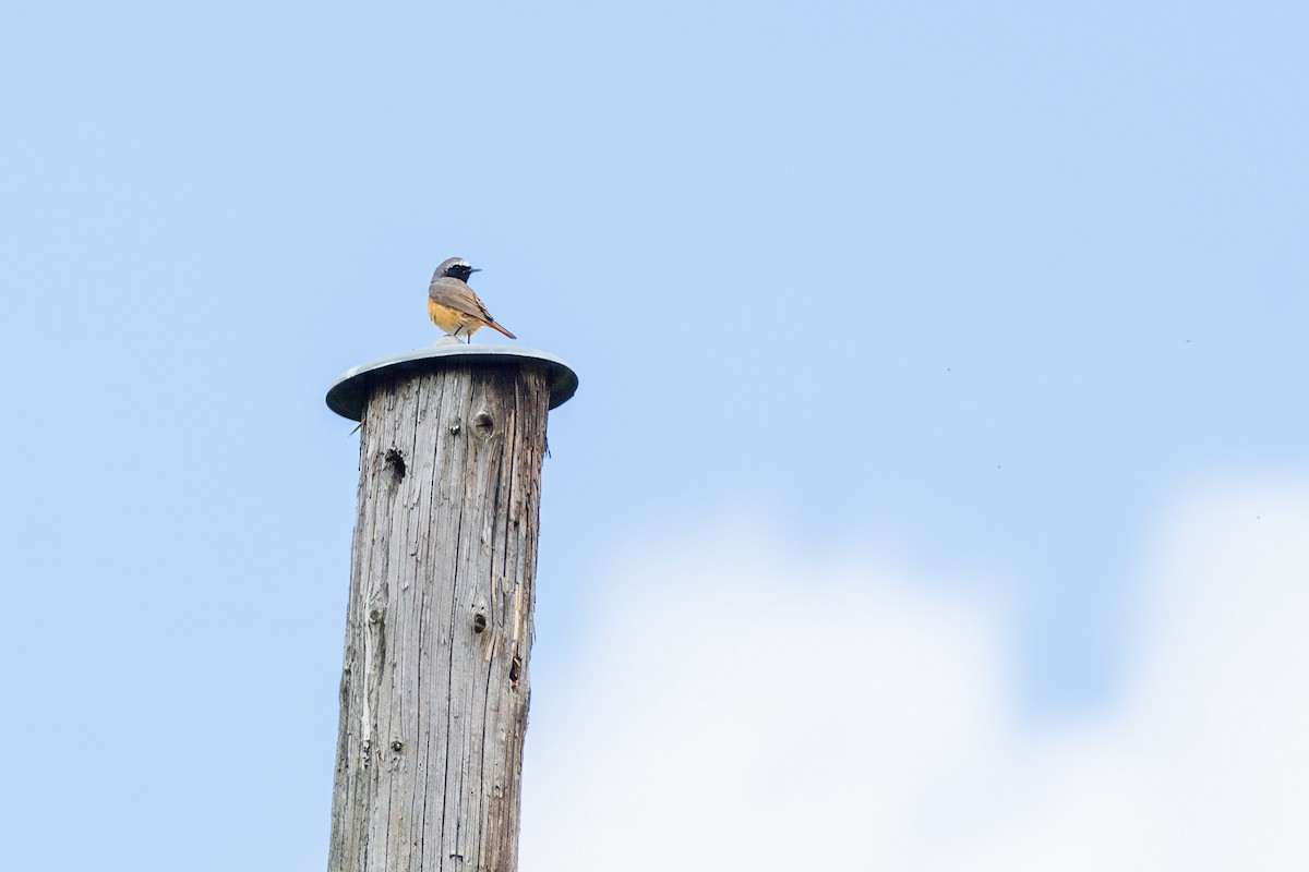 Common Redstart - ML619575744