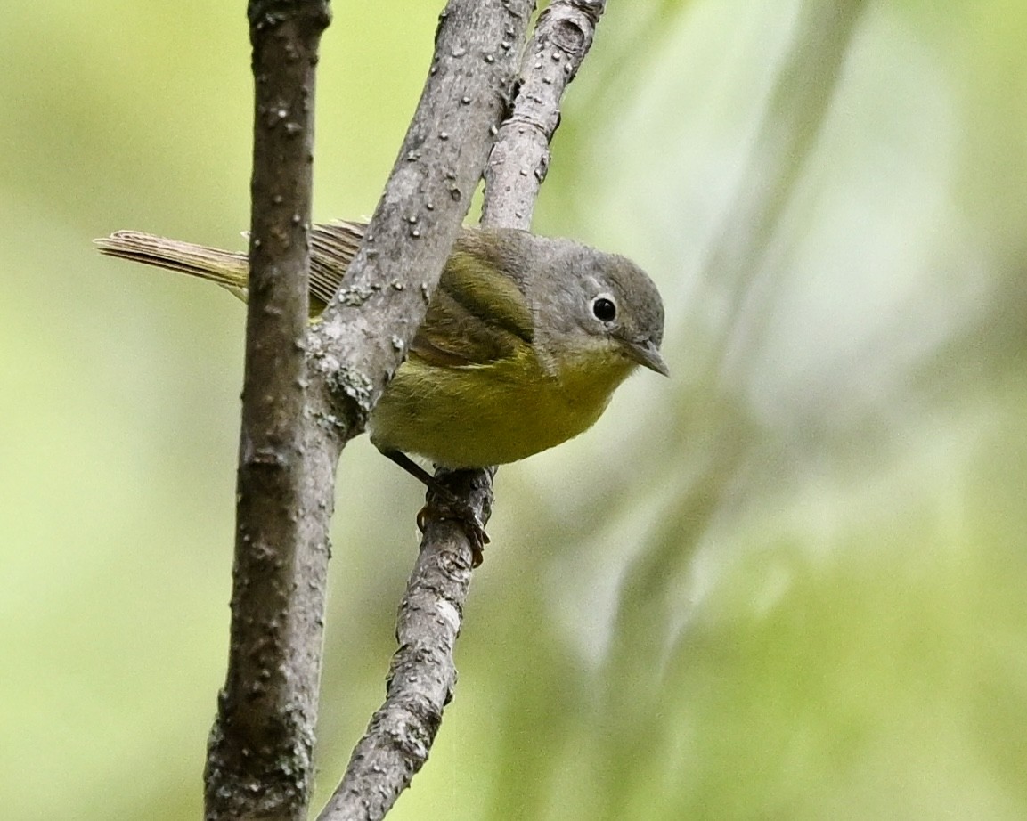 Orange-crowned Warbler - Joe Wujcik