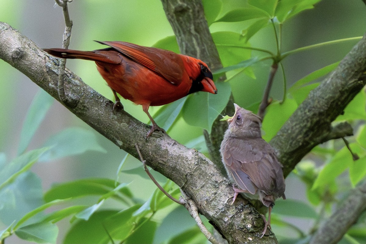 Northern Cardinal - Nadine Bluemel