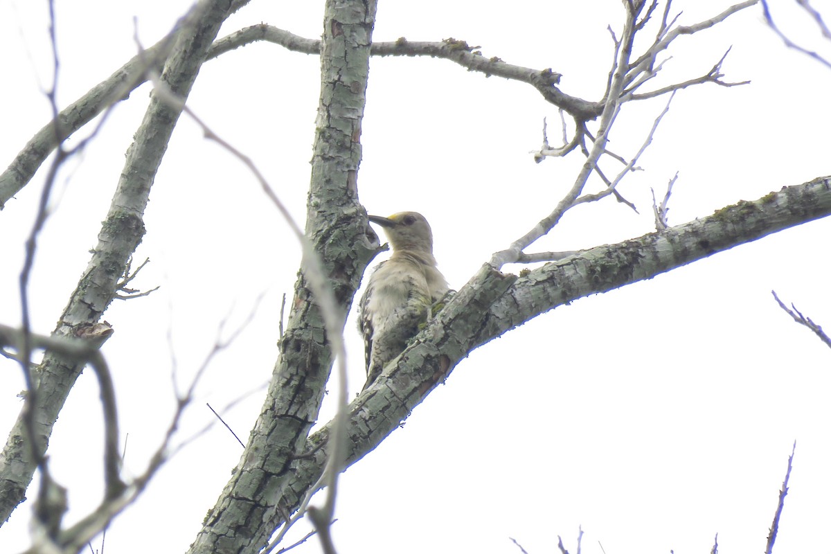 Golden-fronted Woodpecker - Misty G