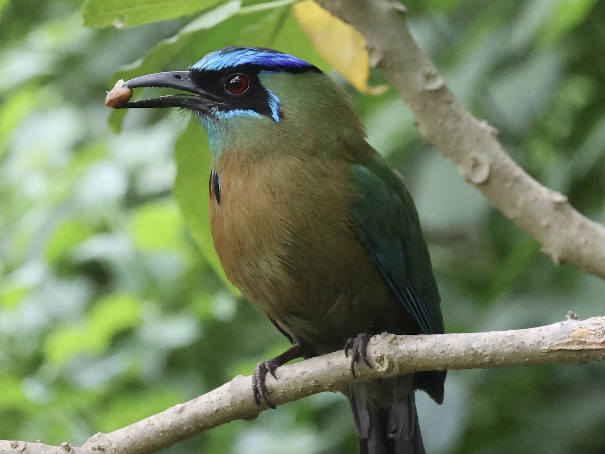 Lesson's Motmot - Amy Bishop & Doug Booher